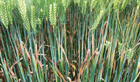 Ramularia on winter barley