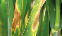 Septoria