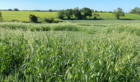 Wild oat mapping