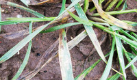 Septoria in wheat