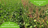 Goltix Titan pre-em vs no pre-em treatment sugarbeet