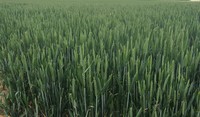 Winter wheat