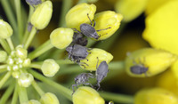 Cabbage Seed Pod Weevil