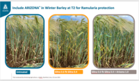 Include ARIZONA in Winter Barley at T2 for Ramularia protection