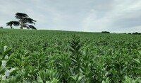 Beans in the East
