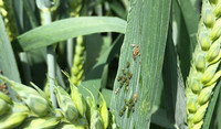 Grain aphid on wheat