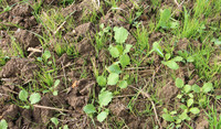 Blackgrass and OSR