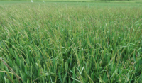 Blackgrass Prime Clavering 2022 Untreated