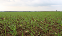 Young emerging wheat plants