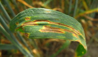 Septoria