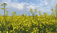 OSR