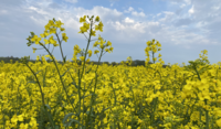 OSR