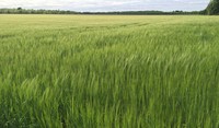 Field of spring barley