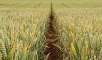 Folpet Trial Site Worcestershire