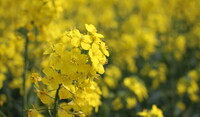 Flowering OSR Head