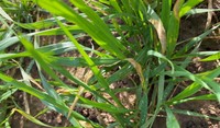 Septoria