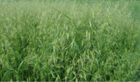 Wild Oats Untreated Close Up Avena fatua