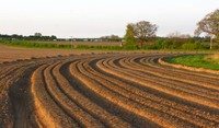 Potato Furrows