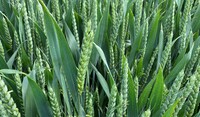 Wheat crop in ear 2