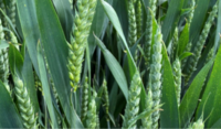 Wheat