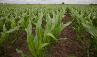 Maize Crop