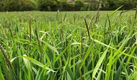 Black-grass