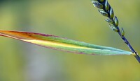 BYDV symptoms in young crop of wheat 2