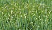 Brome