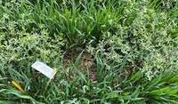 Broadleaved weeds