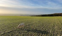 field shot with Alexandria's dog