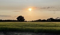 Field Shot