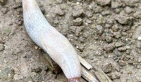Grey Slug
