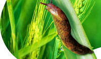 Ferrabait Slug Image