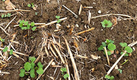 Young OSR