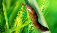 Slug on Leaf