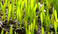 Early Wheat