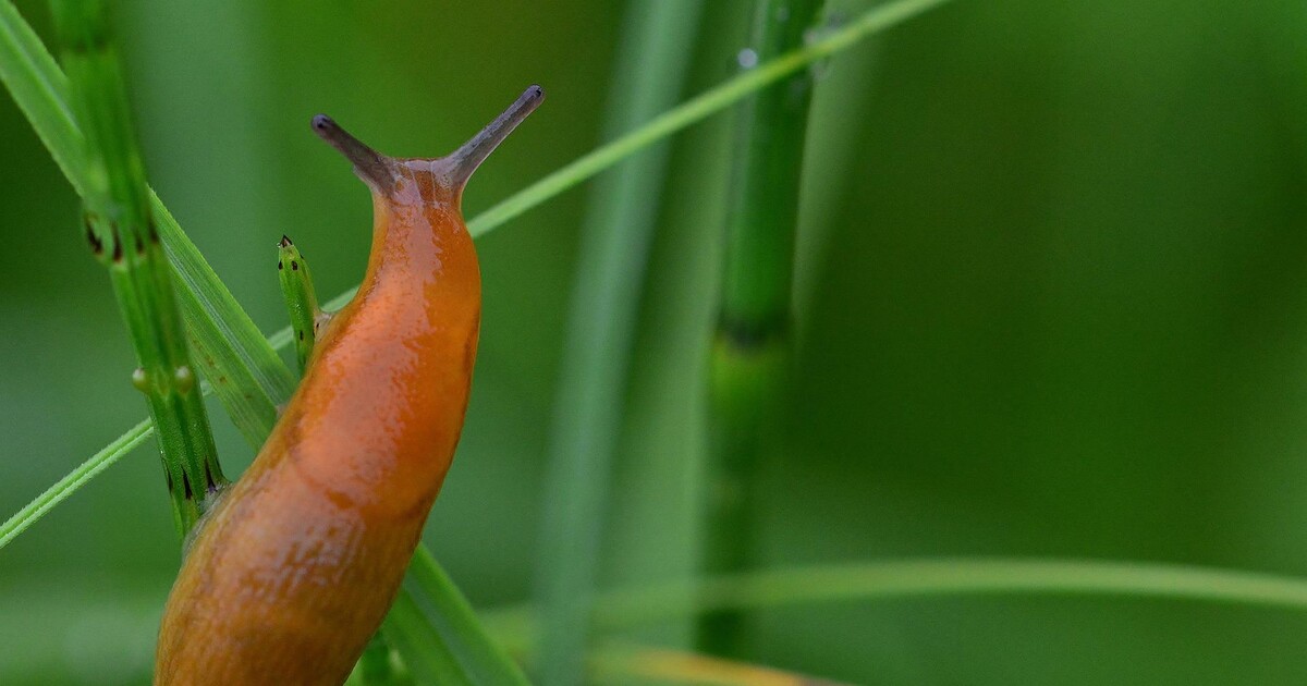 Slug In Rack Powering up slug control: the importance of mould resistance | ADAMA