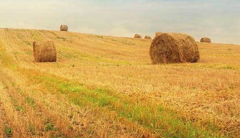 Agrovestnik_autumn_001