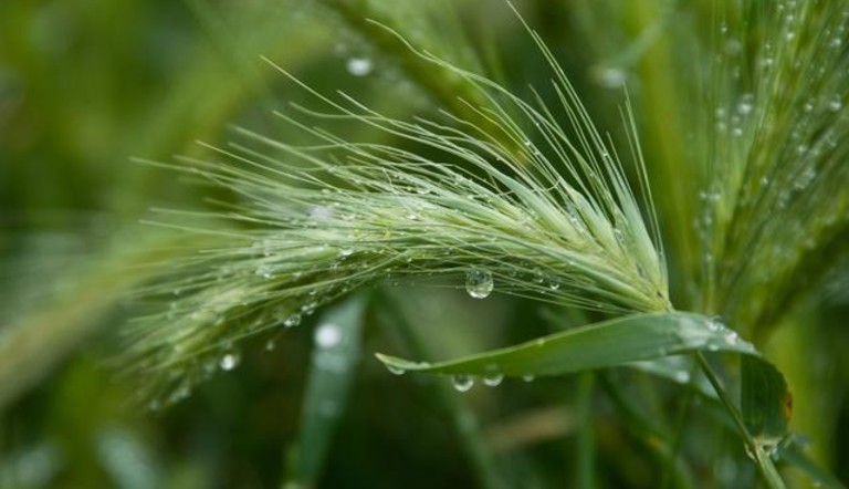 Barley