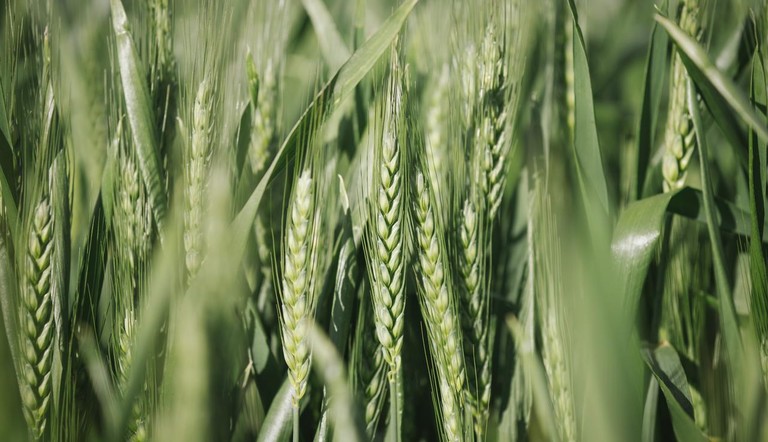 Wheat Field