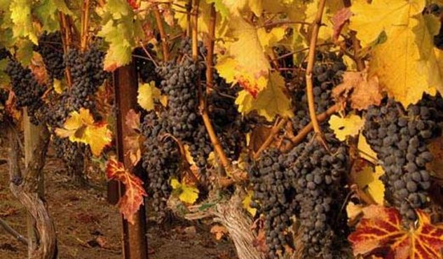 Агровісник