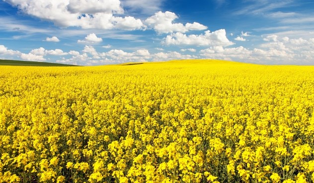 Agrovisnyk_006.jpg
