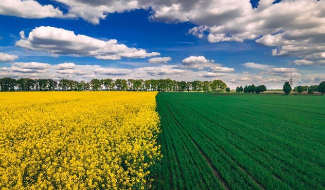 Protryinyky_field_image_01.jpg