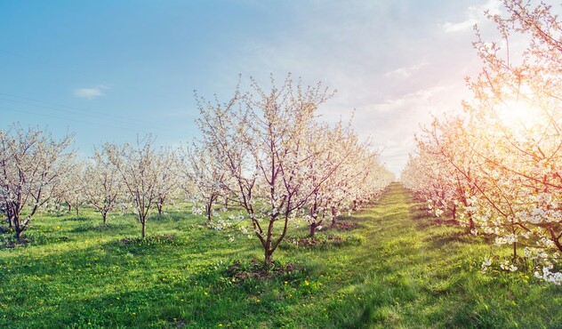 агроновини адама 
