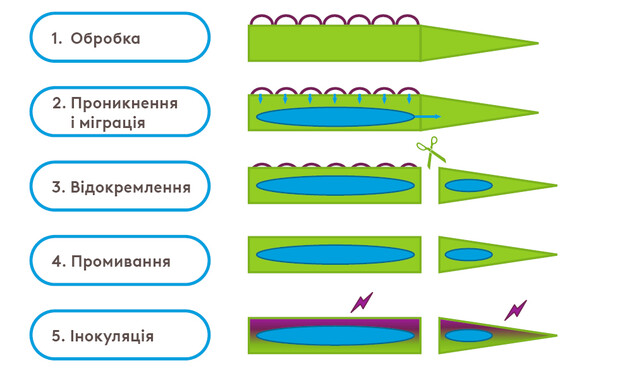 асорбітал адама меганік максентівс