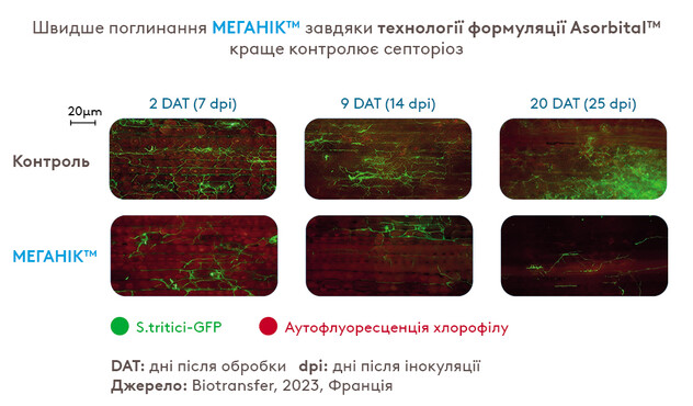 меганік асорбітал адама