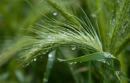 Barley