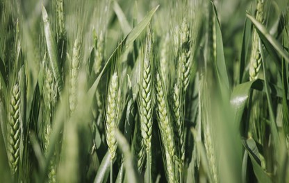 Wheat Field