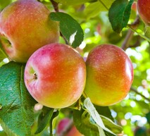 захист яблуні продуктами адама