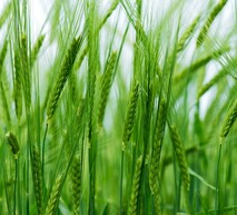 здорові рослини ячменю, захист ззр